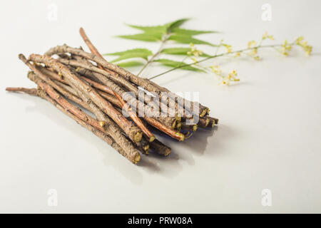 Indische Neem Holz Sticks mit Neem Blumen wie Zahnbürste verwendet. Auf weissem Hintergrund Stockfoto