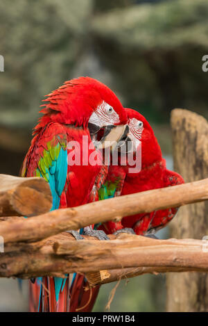 Zwei roten und blauen Aras spielen miteinander. Stockfoto