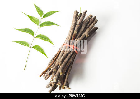 Neem Holzstäbchen mit Neem Neem Blätter und Blumen. Weiß isoliert Hintergrund Stockfoto