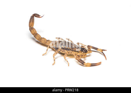 Ein winziger brauner Skorpion auf weißem Hintergrund Stockfoto