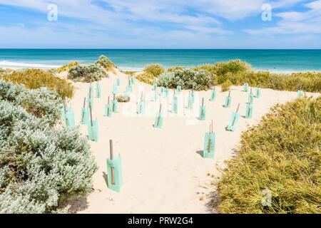 Laufende dune Stabilisierung durch den Schutz von neuen Anlagen mit Kunststoff baum Unterstände in Küstengebieten Ökosystem in Westaustralien Stockfoto