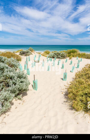 Laufende dune Stabilisierung durch den Schutz von neuen Anlagen mit Kunststoff baum Unterstände in Küstengebieten Ökosystem in Westaustralien Stockfoto