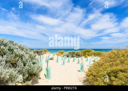 Laufende dune Stabilisierung durch den Schutz von neuen Anlagen mit Kunststoff baum Unterstände in Küstengebieten Ökosystem in Westaustralien Stockfoto