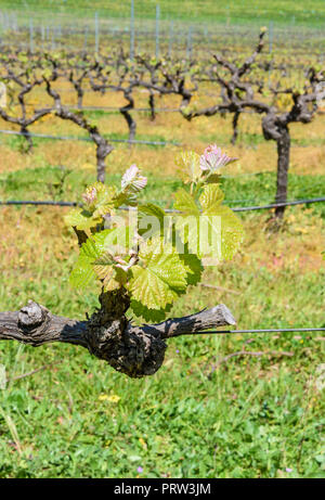 Selektiver Fokus auf junge Frühling Weinblätter im Hennegau Weinberg in der Bickley Valley, Western Australia Stockfoto