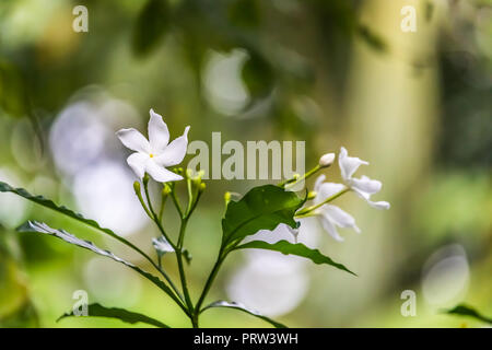 Pinwheel Blume Stockfoto