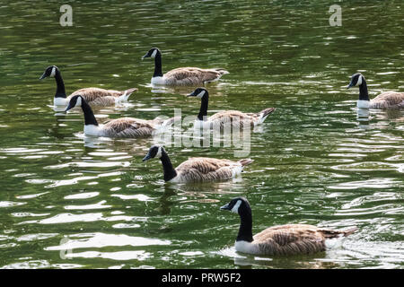 England, London, Regents Park, Herde Gänse in See Stockfoto