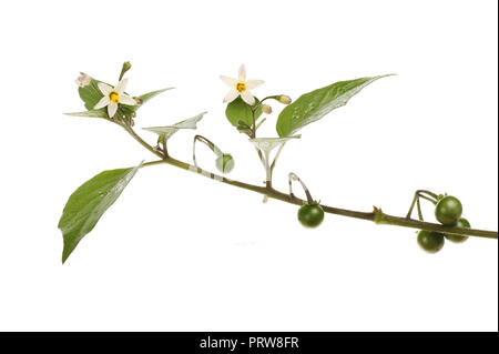 Schwarzer Nachtschatten, Solanum nigrum, Blumen Pflanzen und Obst isoliert gegen Weiße Stockfoto