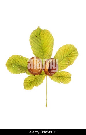 Conker und Rosskastanie Blatt gegen Weiße isoliert Stockfoto