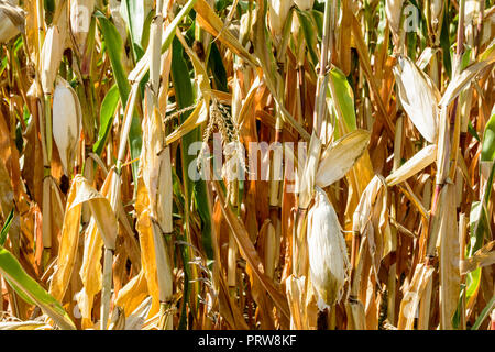 Maisernte unter der Dürre. Nahaufnahme der trockene Ohren von Mais in einem Feld durch Dürre während eine heiße, trockene Sommer in der französischen Landschaft betroffen. Stockfoto
