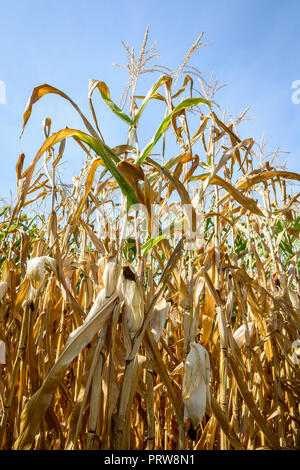 Maisernte unter der Dürre. Mais in einem Feld durch Dürre während eine heiße, trockene Sommer in der französischen Landschaft betroffen. Stockfoto