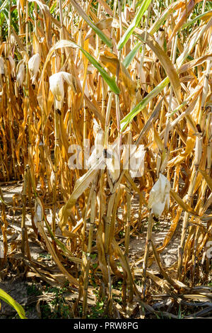 Maisernte unter der Dürre. Nahaufnahme der trockene Ohren von Mais in einem Feld durch Dürre während eine heiße, trockene Sommer in der französischen Landschaft betroffen. Stockfoto