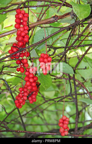 Niederlassungen der Roten schisandra. Cluster von Reifen schizandra. Ernte von nützliche Pflanze. Schizandra chinensis Pflanze mit Früchten auf Zweig. Red schizandra hängen Ich Stockfoto