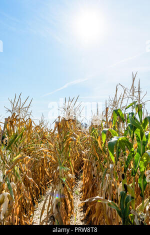 Maisernte unter der Dürre. Reihen von trockenem Mais Pflanzen unter der prallen Sonne in einem Feld von einer Hitzewelle in der französischen Landschaft betroffen. Stockfoto