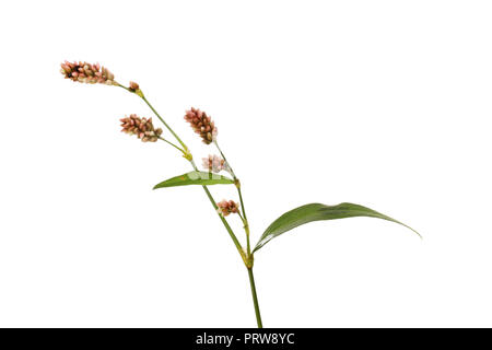 Wasserläufer, Persicaria maculosa, Blumen und Laub gegen Weiße isoliert Stockfoto