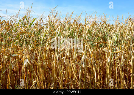 Dürre Hits der Maisernte. Vorderansicht von trockenem Mais Pflanzen in einem Feld durch Dürre während eine heiße, trockene Sommer in der französischen Landschaft betroffen. Stockfoto