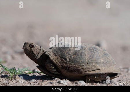 Männliche Wüste, Schildkröte, (Terrapene verzierten Luteola), Cochise Co., Arizona, USA. Stockfoto