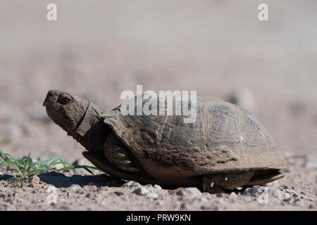 Männliche Wüste, Schildkröte, (Terrapene verzierten Luteola), Cochise Co., Arizona, USA. Stockfoto