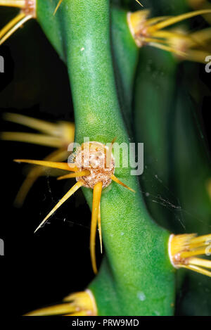 Opuntia dillenii s eine große Arten von Kakteen, die in der subtropischen und tropischen Küstengebieten der Nord- und Südamerika und der Karibik endemisch ist. Stockfoto