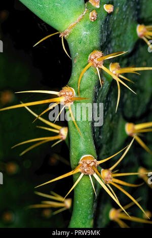 Opuntia dillenii s eine große Arten von Kakteen, die in der subtropischen und tropischen Küstengebieten der Nord- und Südamerika und der Karibik endemisch ist. Stockfoto