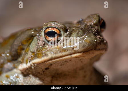 Sonoran Wüste Kröte, (Incilius alvarius), Hidalgo Co., New York, USA. Stockfoto