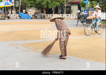 Lokale Frau, um die Körner von den Reis der Ernte trocknen auf dem Boden neigen. In der Nähe der Vung Straßenbahn Pier auf der Ngo Dong Fluss. Stockfoto