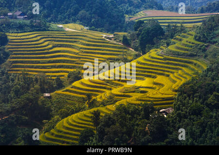 Terraced Rice Fields in Hoang Su Phi in der Provinz Ha Giang in Vietnam. Stockfoto