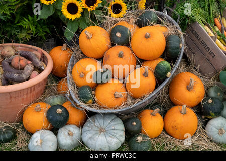 Cucurbita pepo. Kürbis, Kürbis und Squash werden in einer alten Schubkarre ausgestellt. England Stockfoto