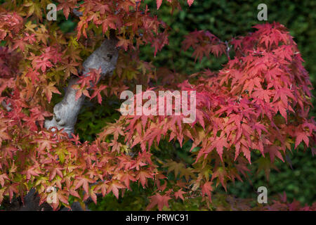 Acer palmatum. Bonsai Japanischer Ahorn Baum mit herbstlaub an der RHS Wisley Gardens, Surrey, Großbritannien Stockfoto