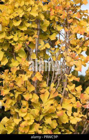 Ginkgo biloba. Bonsai Maindenhair Baum mit Herbstlaub im RHS Wisley Gardens, Surrey, England Stockfoto