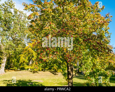 Rote Weißdornbeeren auf Baum, Crataegus, im Herbst Sonnenlicht, Gosford Estate, East Lothian, Schottland, Großbritannien Stockfoto