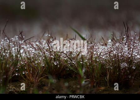 Morgentau dropplets auf Gras Feld Stockfoto