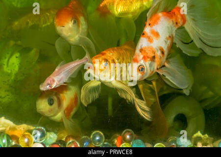 Goldfisch Aquarium Stockfoto