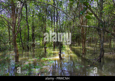 Mangrovenwald, Krabi, Thailand Stockfoto