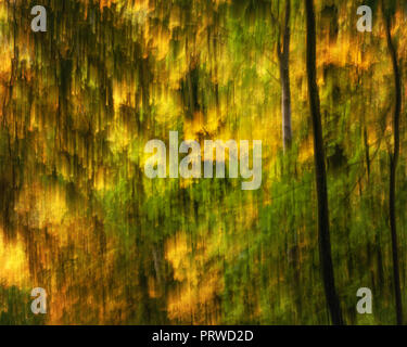 Saisonale abstraktes Bild der goldenen Blätter im Herbst fallen die Bäume im Wald Stockfoto