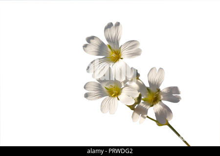 Zweig mit weißen Blumen auf einem weißen Hintergrund. Stockfoto