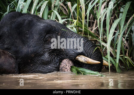 Pygmy Elefanten auf der Kinabatangan Fluss, Sabah, Borneo, 2018 Stockfoto