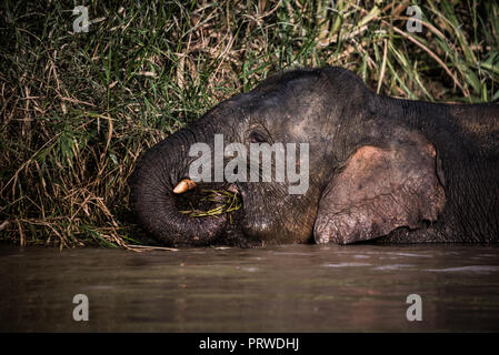 Pygmy Elefanten auf der Kinabatangan Fluss, Sabah, Borneo, 2018 Stockfoto