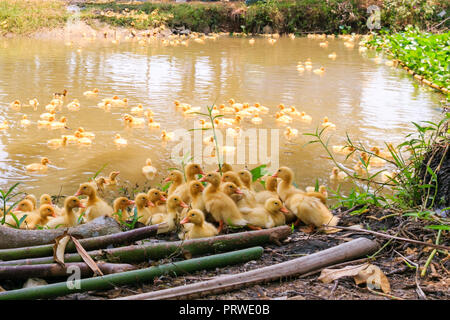 Schöne weiße Entenküken schwimmen im Sonnenschein von Dawn Stockfoto