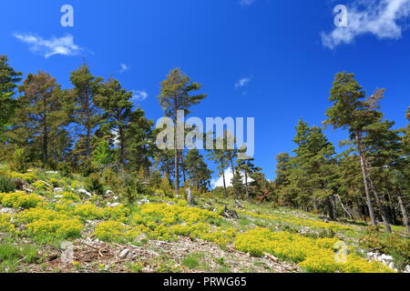 Prealpes d'Azur Regional Park Landschaft, 06, Alpes-Maritimes, Cote d'Azur, Frankreich Stockfoto