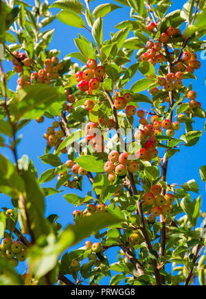 Sibirischen Holzapfel (Malus Whipplei) im Herbst oder Fallen. Bunte rote und gelbe saftige Äpfel gegen einen strahlend blauen Himmel. Porträt Stockfoto