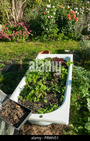 Eine ungewöhnliche Container; eine weiße Badewanne voll mit Erde mit Salate wachsen in einer Zuteilung mit bunten Blumen und Gemüse. Stockfoto