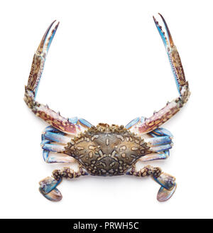 Raw Blue crab auf weißem Hintergrund Stockfoto