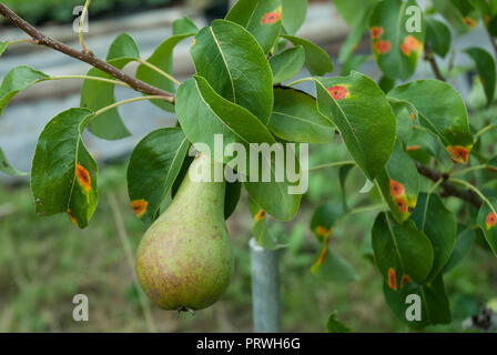 Helles orange Flecken von Pilz Rost auf die Blätter einer Konferenz Birne. (Anleitungen, wie man es erkennt Birne Rost). Stockfoto