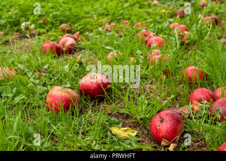 Rote Äpfel auf dem Gras von Apfelbaum gefallen, Somerset England Stockfoto
