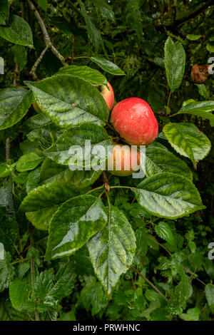 Rote Äpfel hängen an einem Zweig bereit für die Ernte in Somerset UK Stockfoto