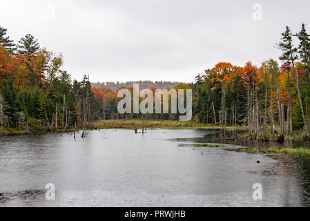 Eine Adirondack Mountain, NY USA Teich mit bunten Herbstfarben im Regen. Stockfoto