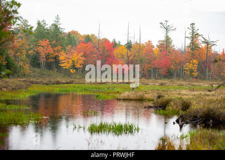 Eine Adirondack Mountain, NY USA Teich mit bunten Herbstfarben im Regen. Stockfoto