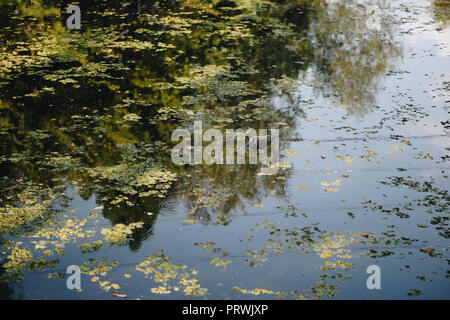 Swamp Tour in New Orleans Stockfoto