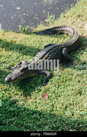 Swamp Tour in New Orleans Stockfoto