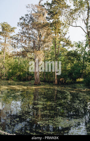 Swamp Tour in New Orleans Stockfoto